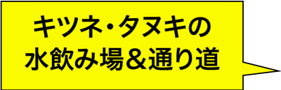 キツネ・タヌキの水飲み場＆通り道