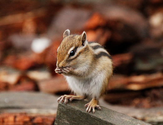 エゾシマリス