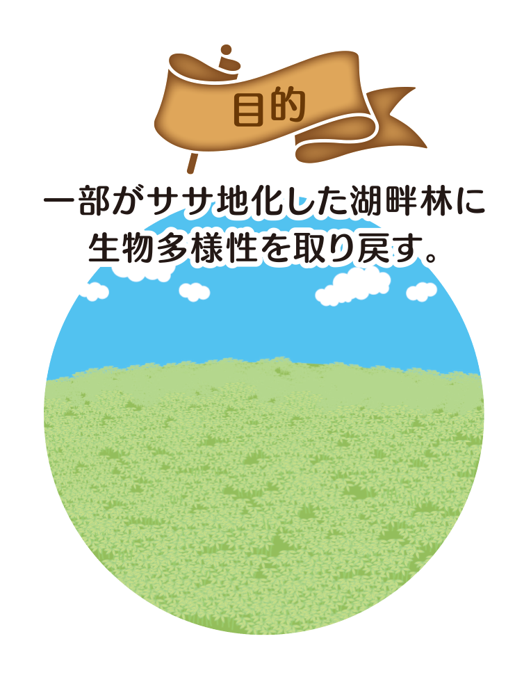 目的 一部がササ地化した湖畔林に生物多様性を取り戻す。