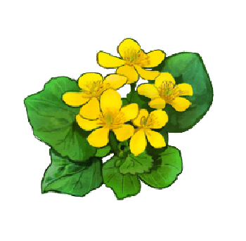 エゾノリュウキンカのイラスト