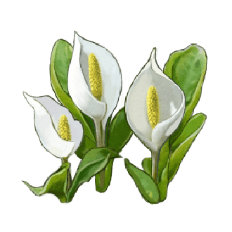 ミズバショウのイラスト