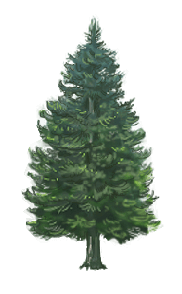 アカエゾマツの写真