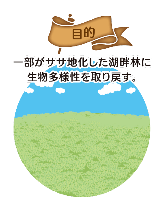 目的：一部がササ地化した湖畔林に生物多様性を取り戻す。