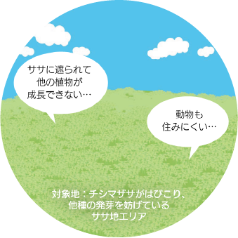 土地に木が生えていないイラスト。ササに遮られれ他の植物が成長できない…動物も住みにくい…（対象地：チシマザサがはびこり、他種の侵入を妨げているササ地エリア）