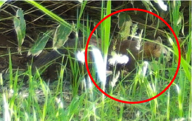 自動撮影カメラ画像