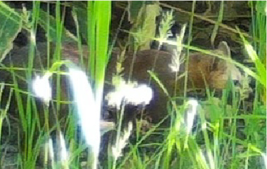 カメラ画像拡大