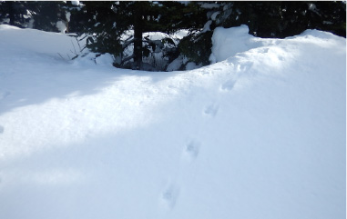 雪の上の足跡