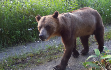 自動撮影カメラ画像