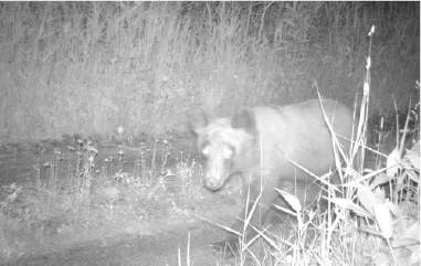 自動撮影カメラ画像