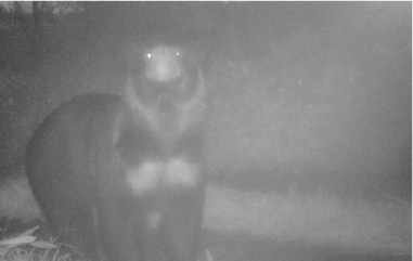 自動撮影カメラ画像