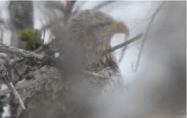 カメラ画像拡大