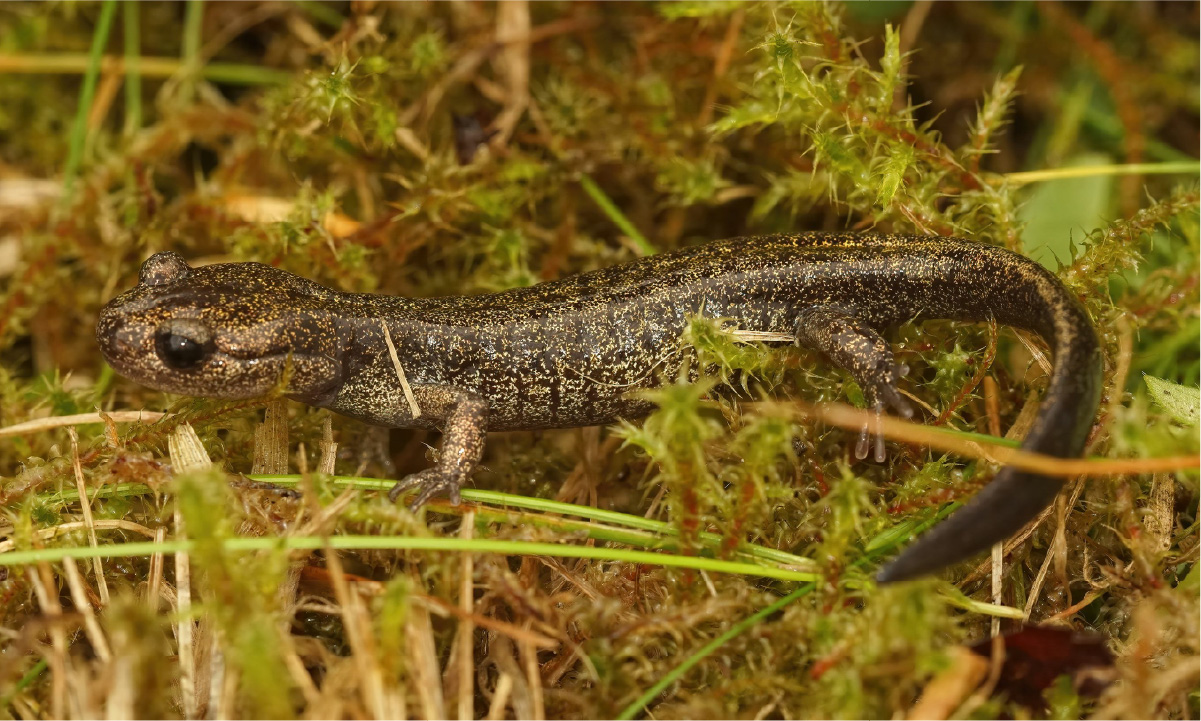 エゾサンショウウオ