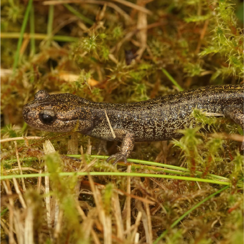 エゾサンショウウオ