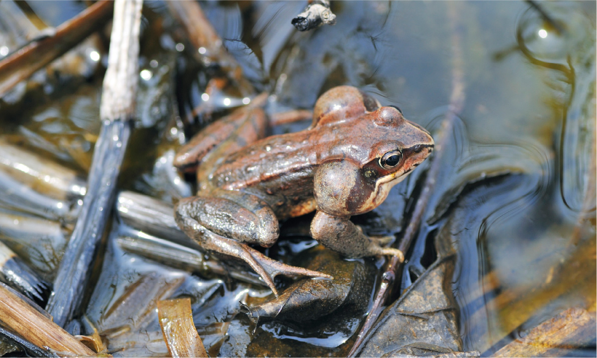 エゾアカガエル