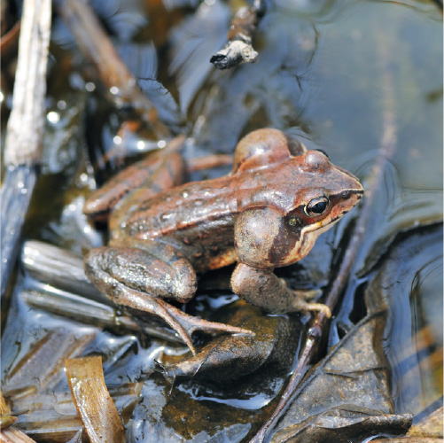 エゾアカガエル