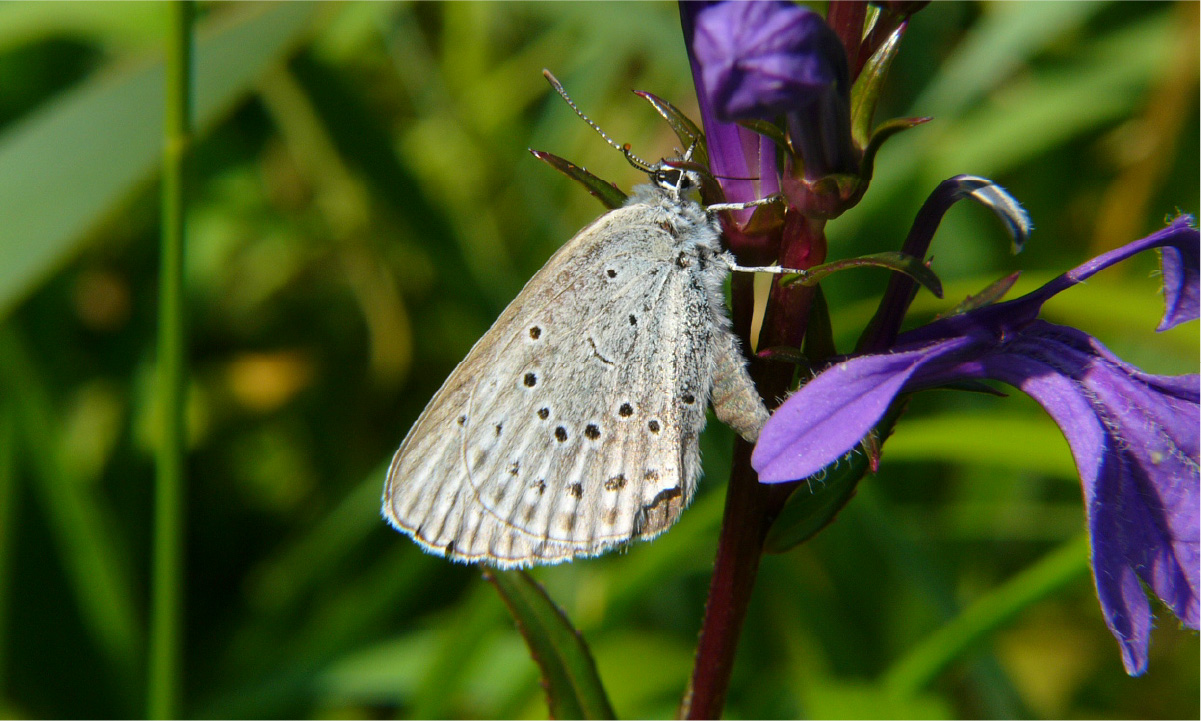 ゴマシジミ北海道･東北亜種