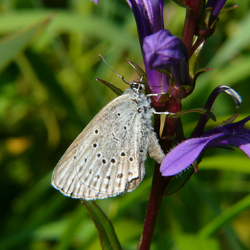 ゴマシジミ北海道･東北亜種