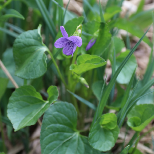 オオバタチツボスミレ