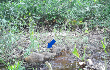 自動撮影カメラ画像