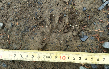 林道に残された足跡