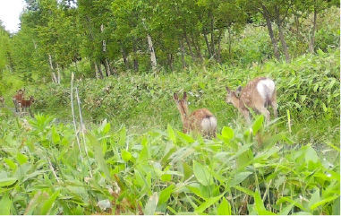 自動撮影カメラ画像