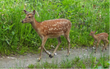 自動撮影カメラ画像