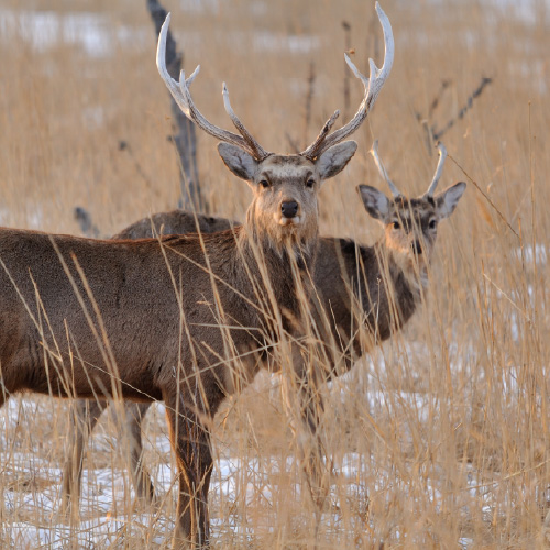 エゾシカ