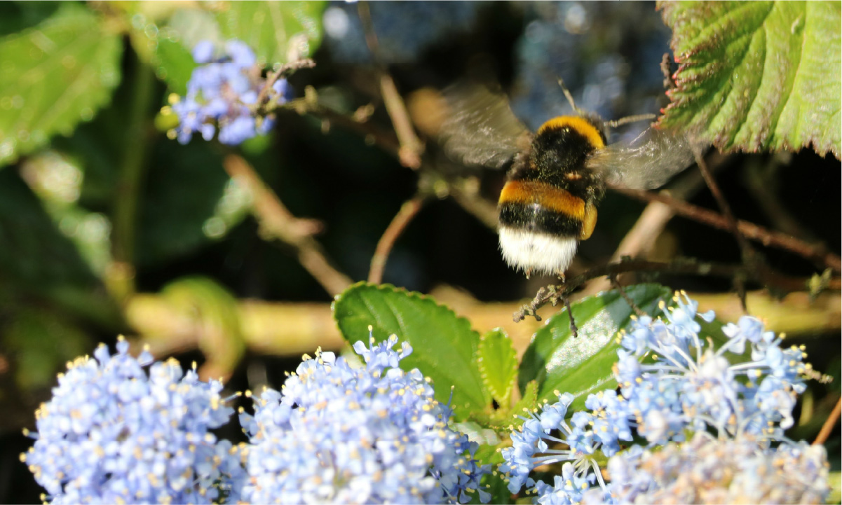 セイヨウオオマルハナバチ