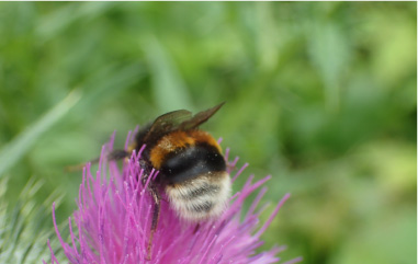 自動撮影カメラ画像