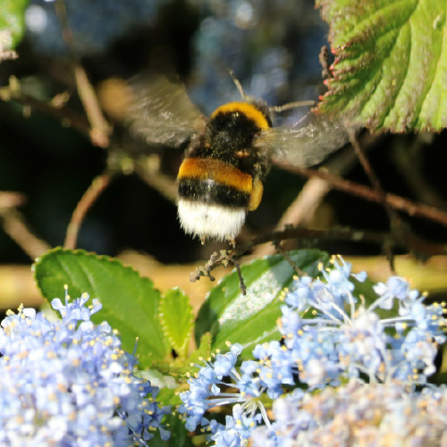 セイヨウオオマルハナバチ