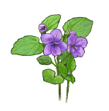 オオバタチツボスミレ