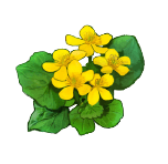 エゾノリュウキンカ