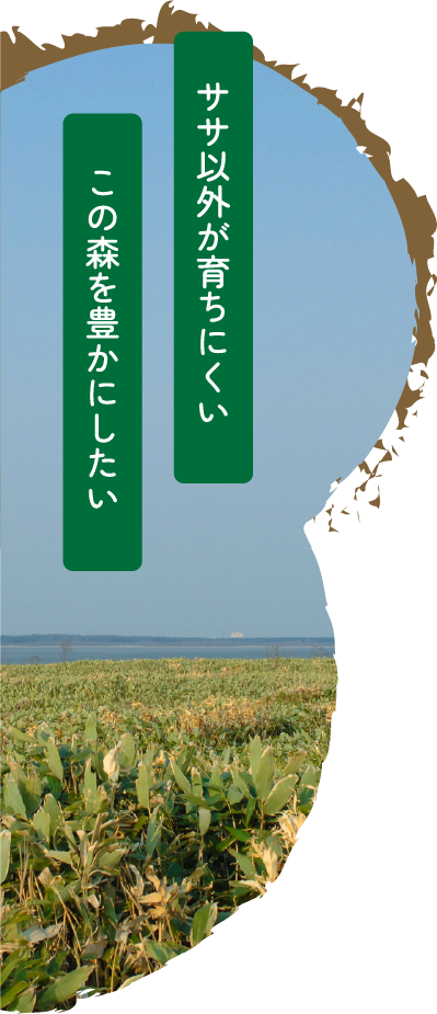 ササ以外が育ちにくいこの森を豊かにしたい