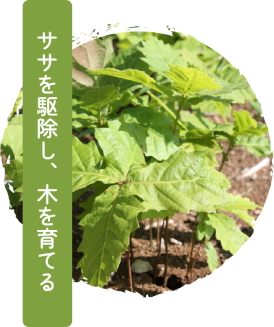 ササを駆除し、木を育てる