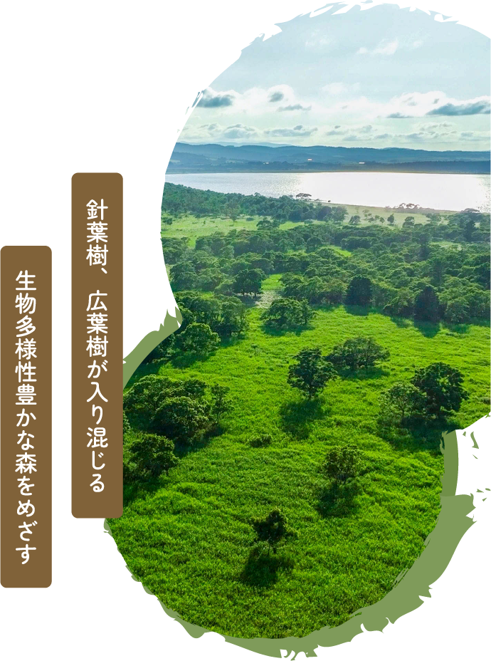 針葉樹、広葉樹が入り混じる生物多様性豊かな森をめざす