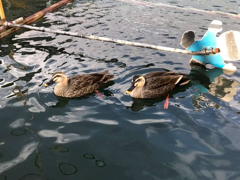 星崎工場にもカルガモが……