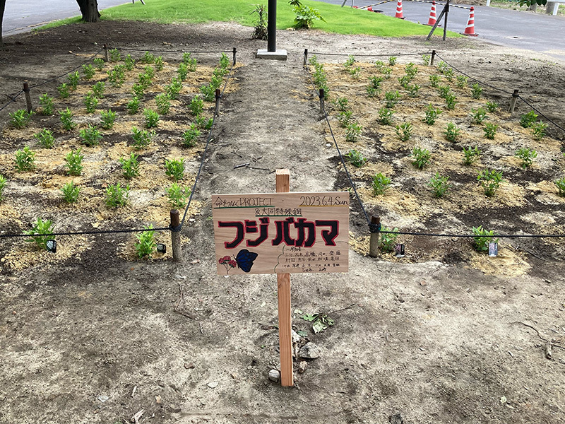 旅するチョウを呼ぶフジバカマの植栽