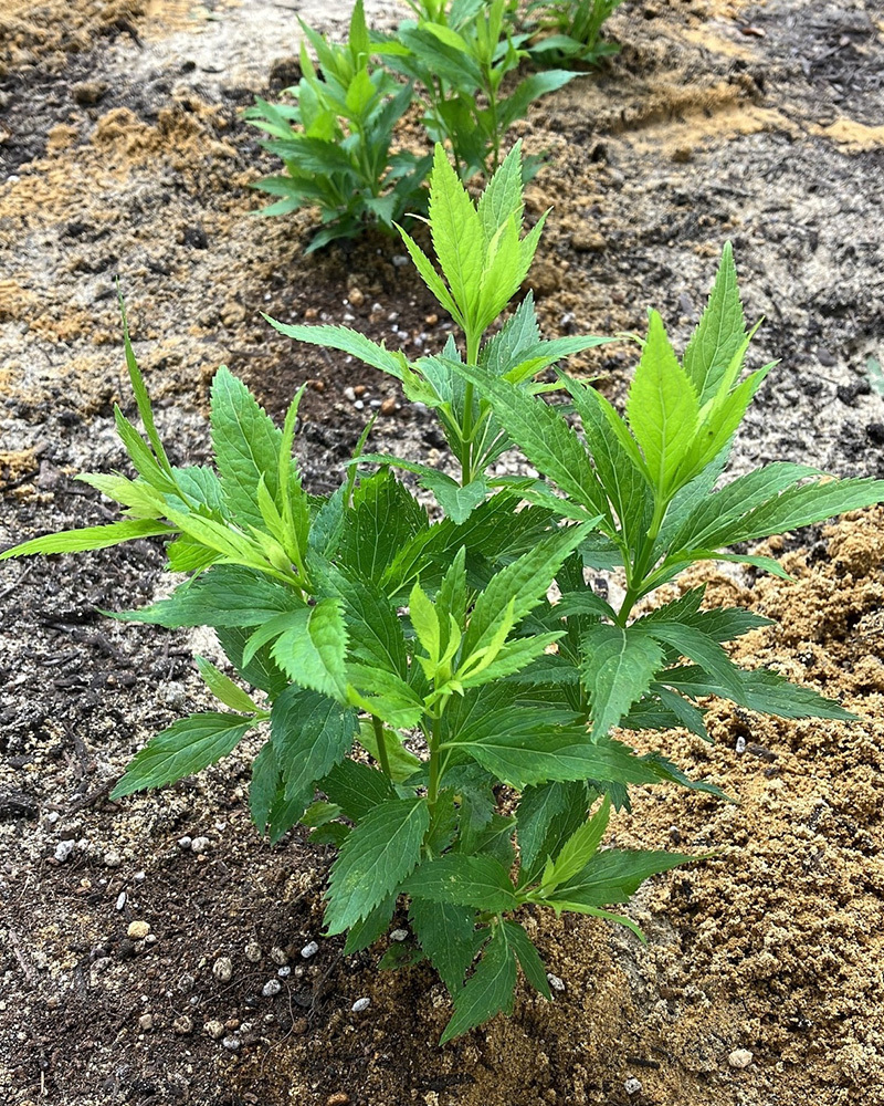 今回植えたフジバカマの苗