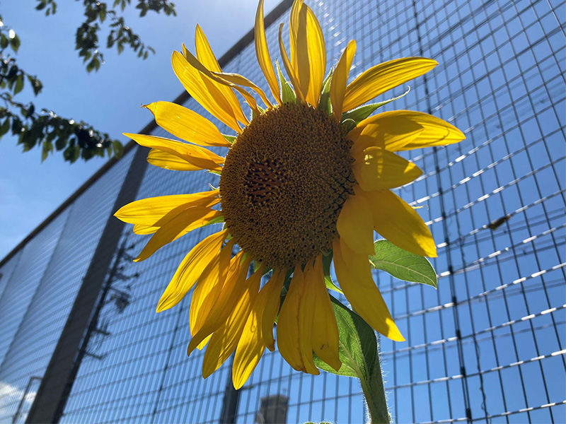 区の花ひまわり