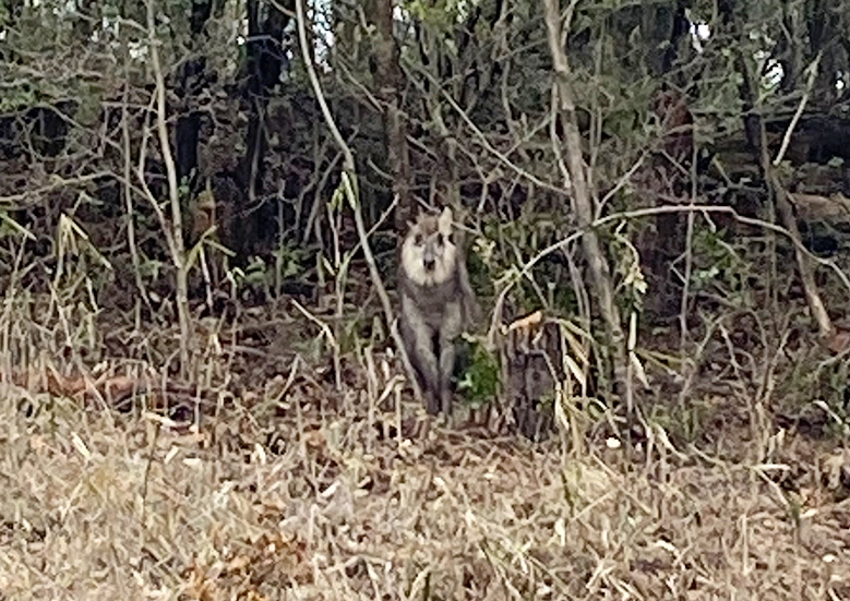 ニホンカモシカに遭遇