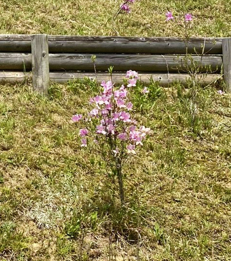 ミツバツツジが初めて開花しました