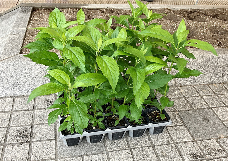 原種フジバカマ植栽式