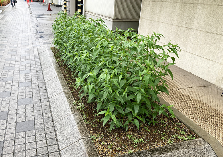 原種フジバカマ夏仕様