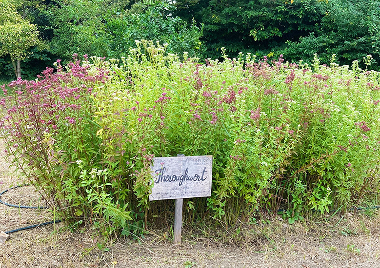 フジバカマ開花