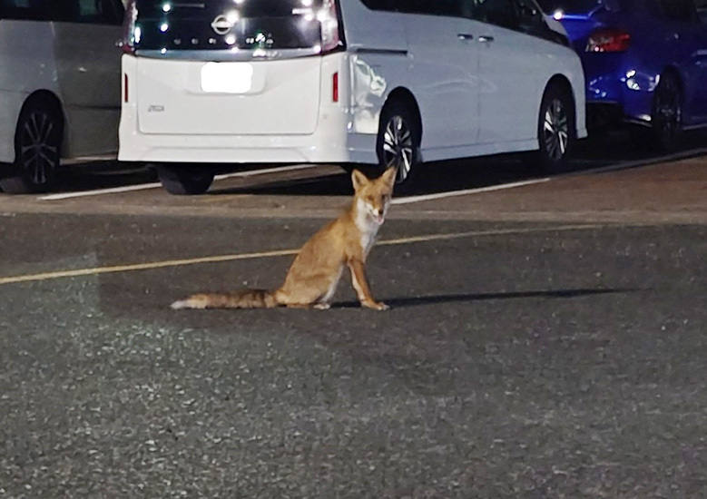夜の散歩：キツネ