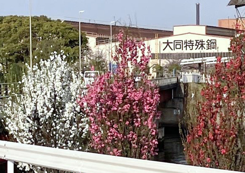 はなもも公園 5年目の春
