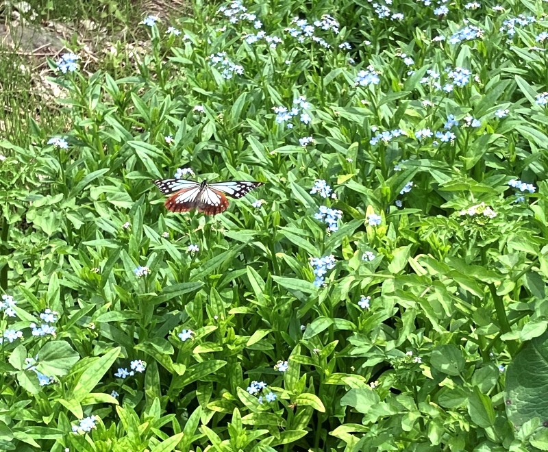 木曽駒高原に舞うアサギマダラ